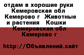 отдам в хорошие руки - Кемеровская обл., Кемерово г. Животные и растения » Кошки   . Кемеровская обл.,Кемерово г.